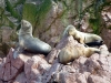 peru-day-02-080-ballestas-islands