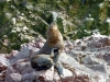 peru-day-02-081-ballestas-islands