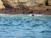 peru-day-02-083-ballestas-islands