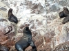 peru-day-02-085-ballestas-islands