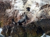 peru-day-02-086-ballestas-islands