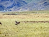 peru-day-05-andean-explorer-174