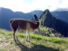 peru-day-07-machu-picchu-324