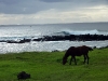 easter-island-day-13-159-hanga-roa-coast-and-horse