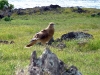 easter-island-day-13-176-hanga-roa-hawk