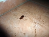 easter-island-day-13-272-tauraa-hotel-cockroach