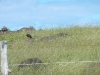 easter-island-day-14-069-driving-around