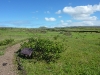 easter-island-day-14-058-papa-vaka