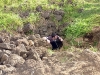 easter-island-day-15-132-ana-kakenga-two-windows-cave