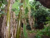 easter-island-day-15-162-ana-te-pahu-cave