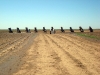 cadillac-ranch-amarillo-15.jpg