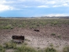 petrified-forest-national-park-060.jpg