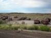 petrified-forest-national-park-063.jpg