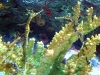monterey-bay-aquarium-040.jpg