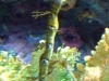 monterey-bay-aquarium-041.jpg