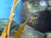 monterey-bay-aquarium-052.jpg