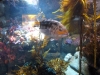 monterey-bay-aquarium-070.jpg
