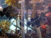 monterey-bay-aquarium-071.jpg