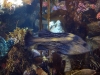 monterey-bay-aquarium-073.jpg