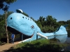 blue-whale-14.jpg